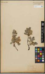 Foto von Salix L.